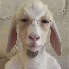 darwizzy