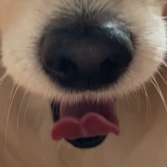 yoshi