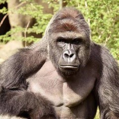 Harambe