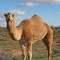 camelsound