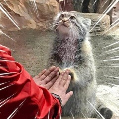 Average Pallas Cat Enjoyer