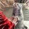 Average Pallas Cat Enjoyer