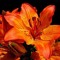 Joy Asiedua ❃