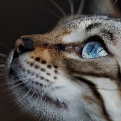 shiva