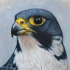 Peregrine