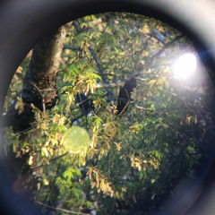 The microsongs project