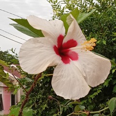 jayadi