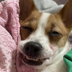 김선우