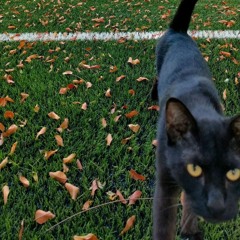 𝖗𝖆𝖒𝖊𝖘𝖊𝖘