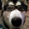 CLAUDE STRAYDOGS