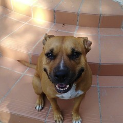 mamba_negra