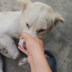 CHUYỆN MA CHÚ 3 DUY - TẬP 482- [THẦY 6 LIÊM] THIÊN LINH CÁI KHMER ĐỎ - PHẦN CUỐI