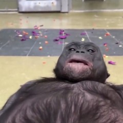 Cyr1n