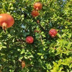 Карина Волкова