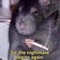 Young Moloteco