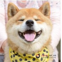 Tuấn Trần