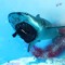 Bull shark