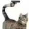 cat with pew pew