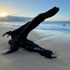 Niki Brown Dragon