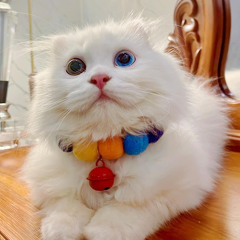 Mĩm Blue