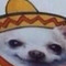 Me’Chacho DoG