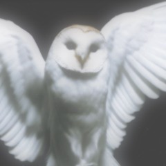 𐔌 . 𝗕𝗼𝗻𝗲𝘀 ! 𐂯