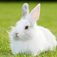 Bunny01