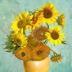Graine2Tournesol