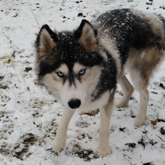 Noah