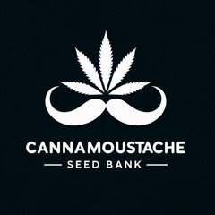 CANNAMOUSTACHE seeds