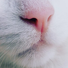 Lívia Pinke Pinheiro