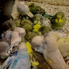 blue budgie