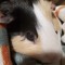 sash
