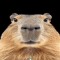 capybara