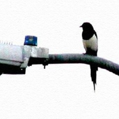 Magpie Soundcloud