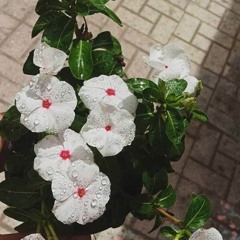 Happy