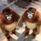 MONKE