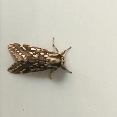 Wryly David Andherson