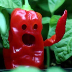 ghost pepper baby