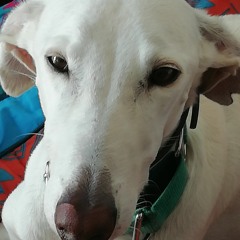 Oby