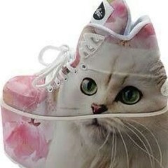 kittyboykota