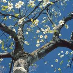 Wefer