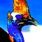 John Cassowary