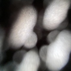 Xvesp
