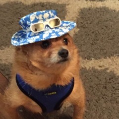 Suck Squeeze Bang Blow