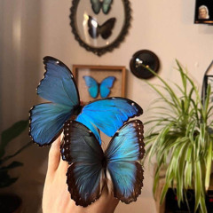 butterfly