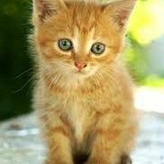 Kittycorngingerkitten