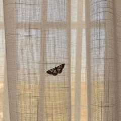 نيرة السعيد