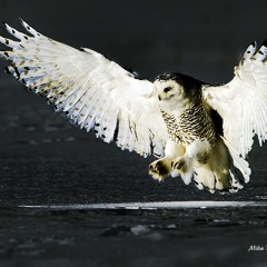 SnowyOwl