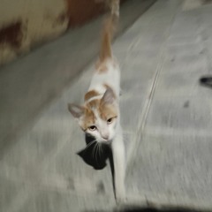 KLEXXX